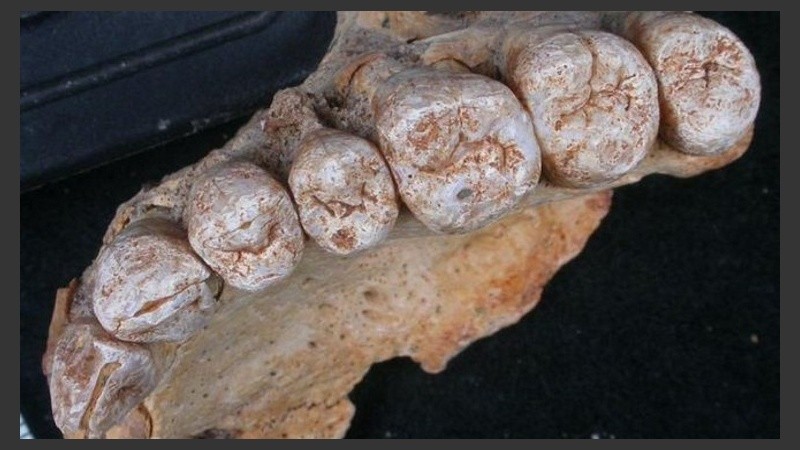 Los restos fósiles investigados en Israel.