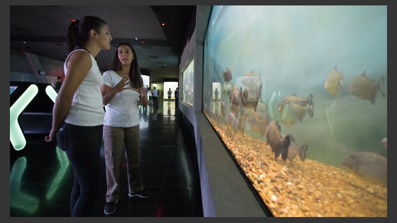 Así es el nuevo acuario de la ciudad. (Alan Monzón/Rosario3.com)