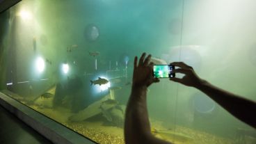 El acuario fue inaugurado el pasado viernes.