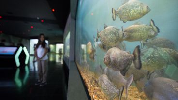 Así es el nuevo acuario de la ciudad. (Alan Monzón/Rosario3.com)