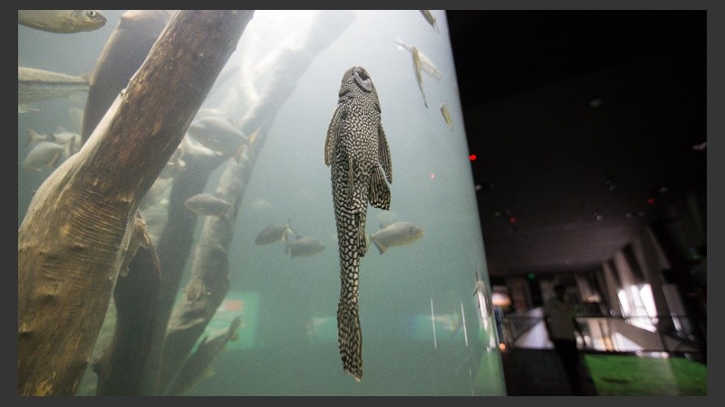 Así es el nuevo acuario de la ciudad. (Alan Monzón/Rosario3.com)