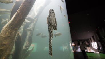 Así es el nuevo acuario de la ciudad. (Alan Monzón/Rosario3.com)