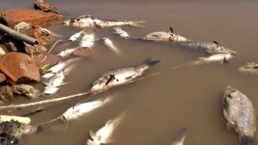 La escena se repitió en ríos interiores y canales del sistema Paraná.