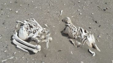 Alguno de los elementos encontrados en Península Valdés.