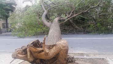 El árbol se cayó de raíz.