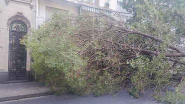 La copa del árbol bloqueó la entrada de un edificio.