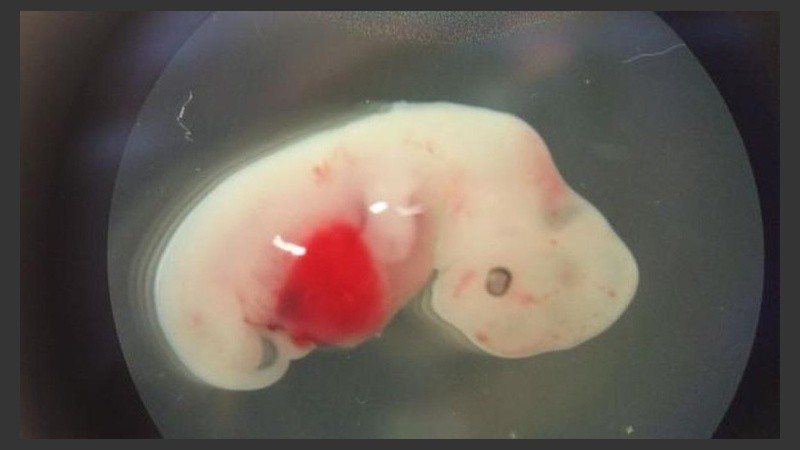 Hace un año el mismo grupo de investigación había realizado un embrión de hombre y cerdo.