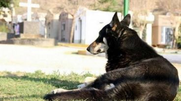 Capitán en la tumba de su dueño.