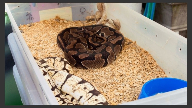 Las serpientes fueron secuestradas en un departamento en Buenos Aires.