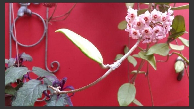 Rastros de verano en los patios.