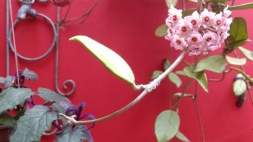 Rastros de verano en los patios.