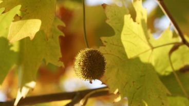Las hojas de los plátanos se caen tras secarse en las ramas.