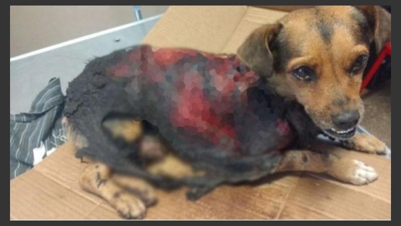 El veterinario que atiende a Bombón confirmó que las lesiones fueron intencionales. 