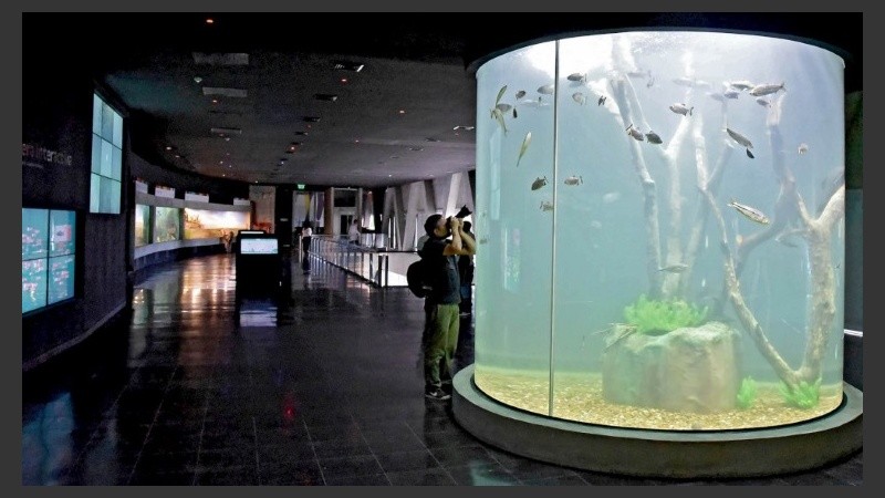 El ingreso al acuario se realiza únicamente con visitas guiadas para grupos de hasta 25 personas.