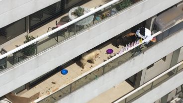 La foto de evidencia el presunto maltrato animal.