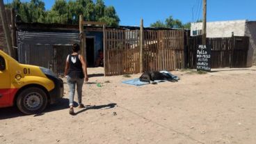 El animal era de un vecino.