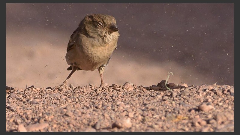 Un poco de viento levanta la tierra seca.