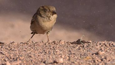 Un poco de viento levanta la tierra seca.