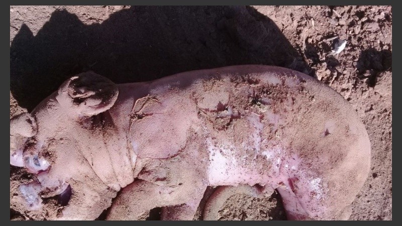 El hecho ocurrió el miércoles pasado por la mañana.