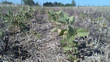 La sequía en la zona de Maciel.