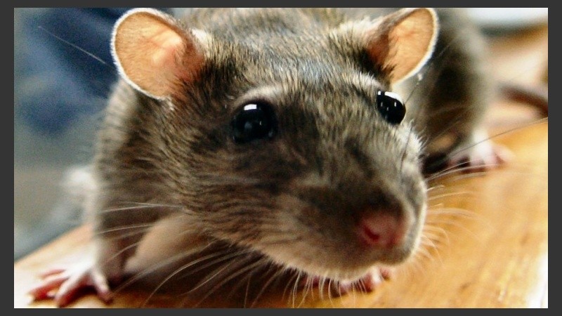 La bacteria puede estar presente en la orina de ciertos animales, entre ellos, roedores.