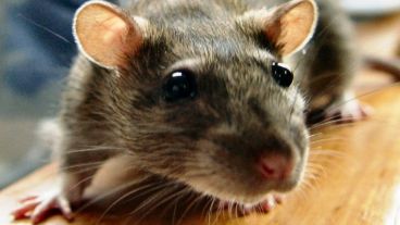 La bacteria puede estar presente en la orina de ciertos animales, entre ellos, roedores.