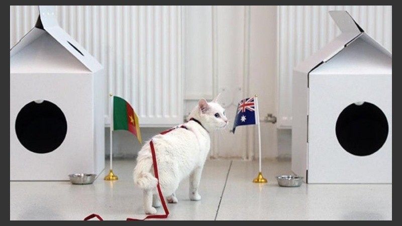 El gato Aquiles en acción en la Copa Confederaciones 2017.