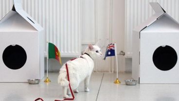El gato Aquiles en acción en la Copa Confederaciones 2017.