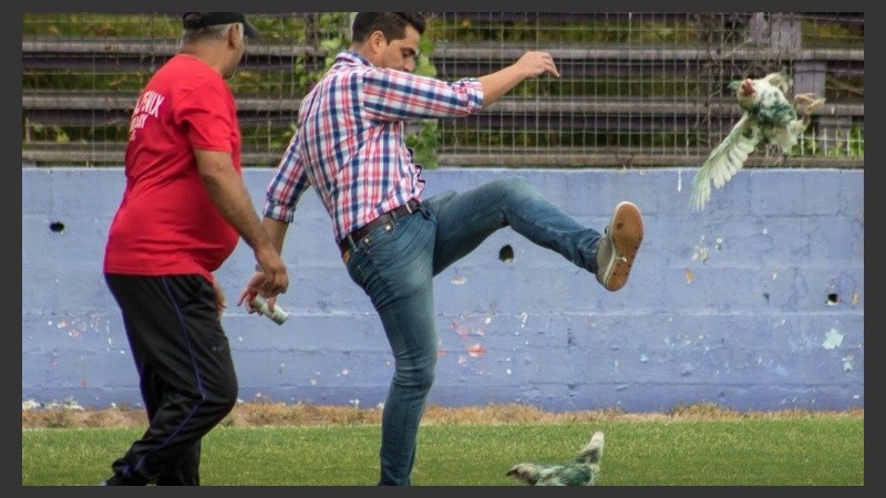 El gerente de Fénix tomando a patadas a una de las gallinas. 