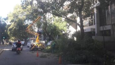 Tareas de limpieza tras la tormenta.