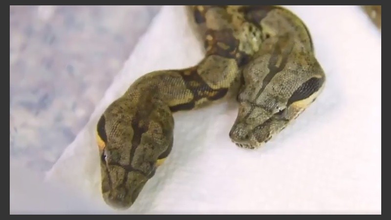 Los especialistas también detectaron que el reptil tiene dos tubos digestivos.