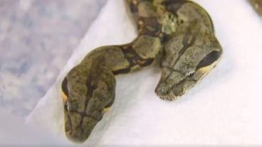 Los especialistas también detectaron que el reptil tiene dos tubos digestivos.