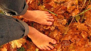 Hojas secas y calor para el mediodía.
