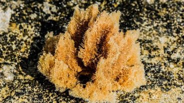 Los investigadores probaron el hallazgo con aproximadamente 10 tipos de cáncer.