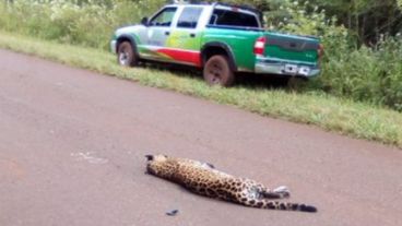 El cuerpo del animal tras ser embestido.