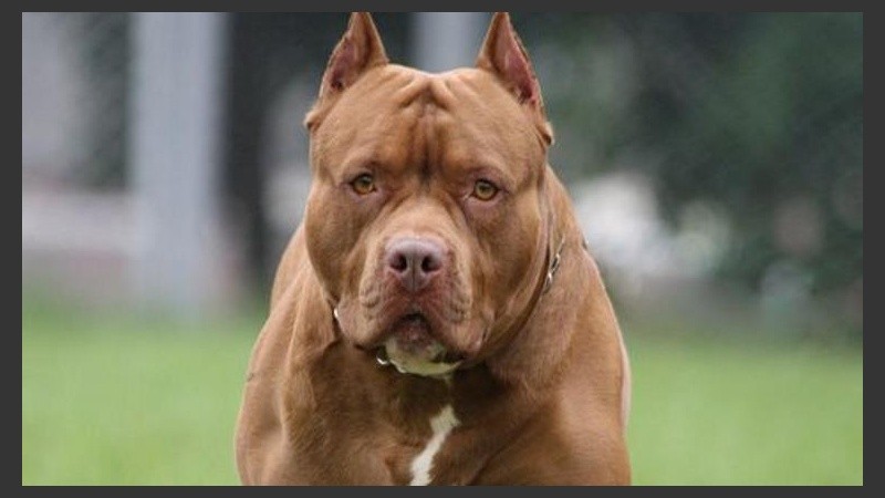 El perro en cuestión es un pitbull.
