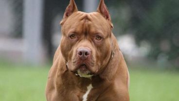 El perro en cuestión es un pitbull.