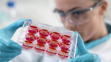 Las células madre tienen el potencial de convertirse en muchos tipos diferentes de células.