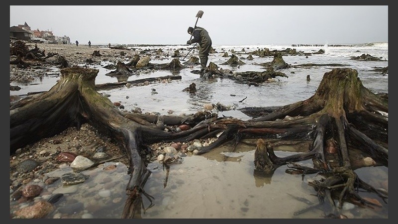 Las raíces de lo que fue el bosque.