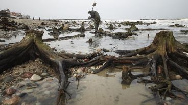 Las raíces de lo que fue el bosque.