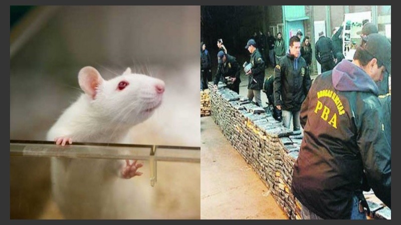 Faltaba media tonelada de droga y los efectivos culparon a los roedores.