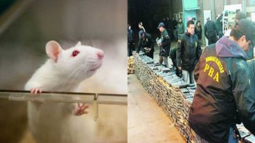 Faltaba media tonelada de droga y los efectivos culparon a los roedores.