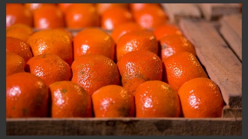 La mandarina, uno de los productos que impulsó la brecha.