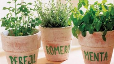 La huerta en casa se desarrollará este martes.