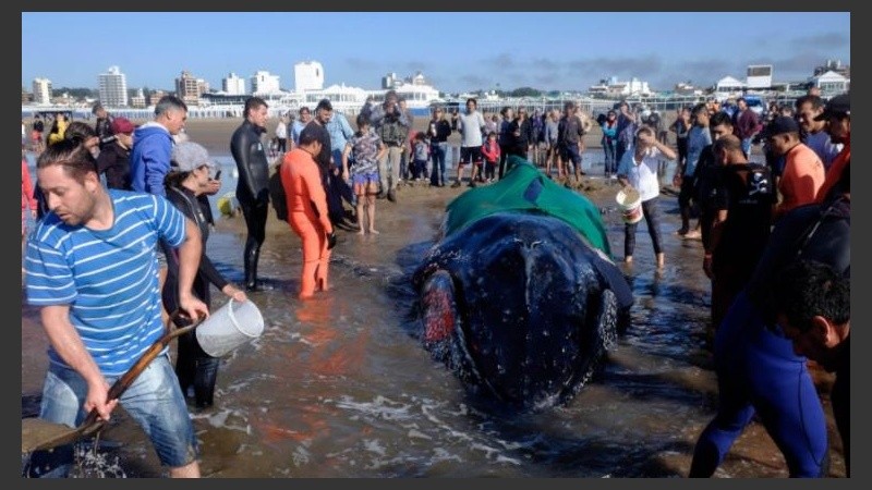 Mar del Plata: intentan salvar a una ballena encallada en la playa de Punta Mogotes