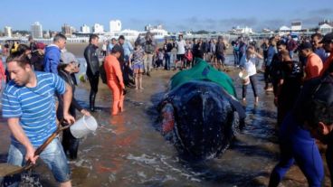 Mar del Plata: intentan salvar a una ballena encallada en la playa de Punta Mogotes