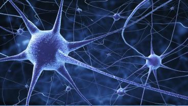 "Es posible que la neurogénesis continuada del hipocampo sostenga la función cognitiva específica del ser humano a lo largo de la vida."