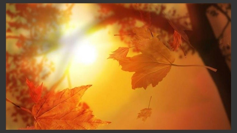 Un poco de sol entre las hojas secas. 