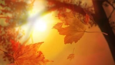 Un poco de sol entre las hojas secas.