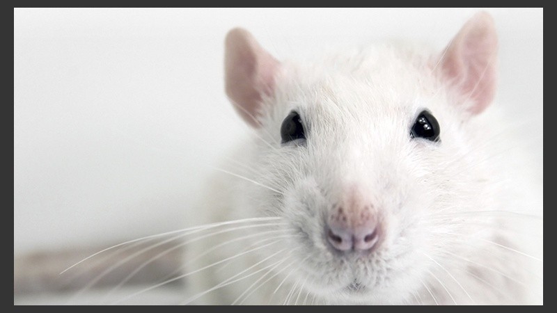 Las ratas tienen un privilegiado sentido del olfato